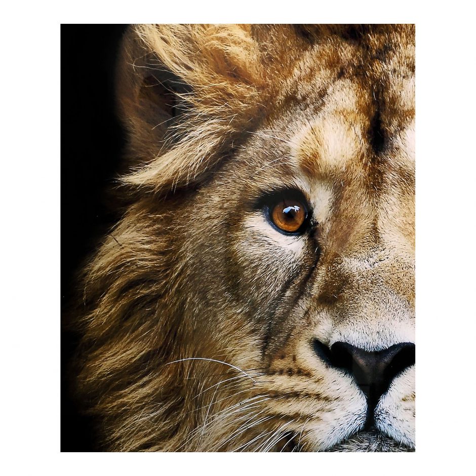 African Lion Wall Decor