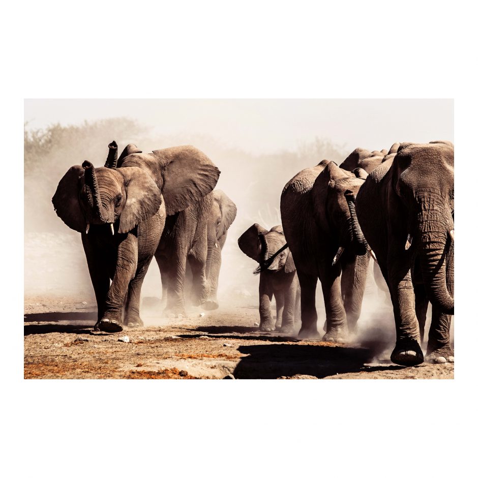 Elephant Herd Wall Decor